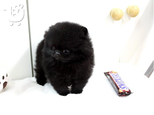 Pomeranian κουτάβια - Ready 60Euro